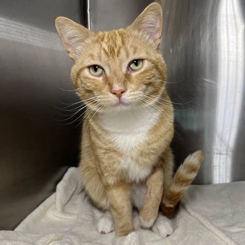 An adult large-sized male Orange / Red Domestic Short Hair cat named Tommy for adoption in Palm Springs, CA