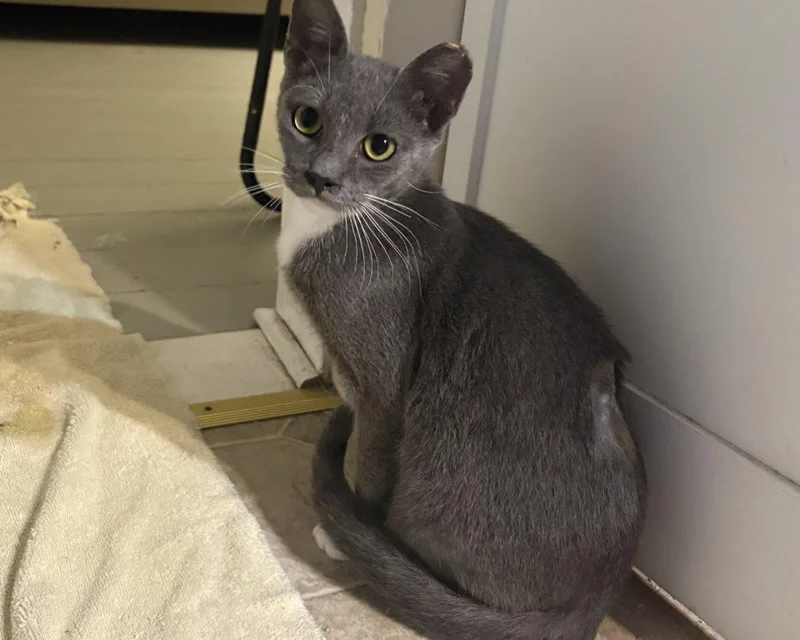 A baby medium-sized male Gray / Blue / Silver Domestic Short Hair cat named Fuji for adoption in Raleigh, NC