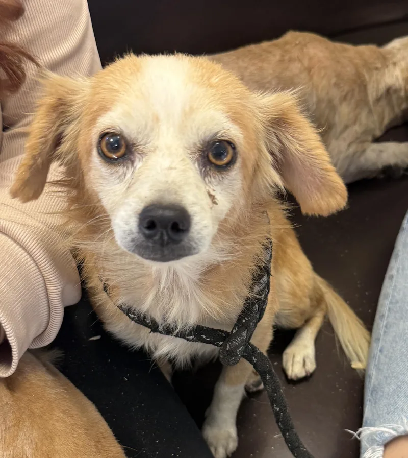 An adult small-sized male Golden Terrier dog named Bunny for adoption in Las Vegas, NV