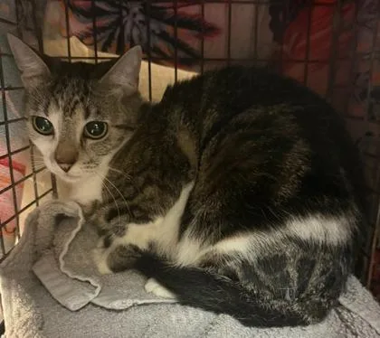An adult small-sized female Domestic Medium Hair cat named Makawalu for adoption in Honolulu, HI