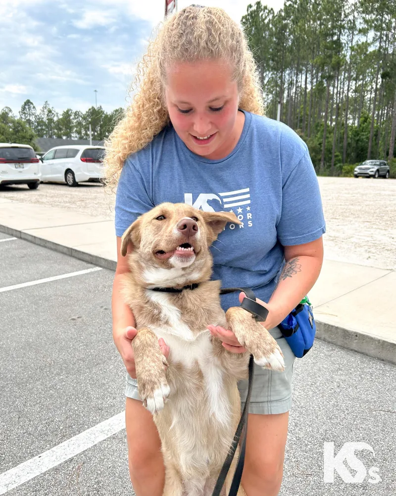 A young medium-sized female Yellow / Tan / Blond / Fawn Yellow Labrador Retriever dog named Cammie for adoption in Ponte Vedra, FL