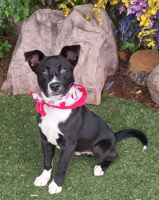 A young small-sized male Australian Cattle Dog / Blue Heeler dog named Ben for adoption in Oklahoma City, OK