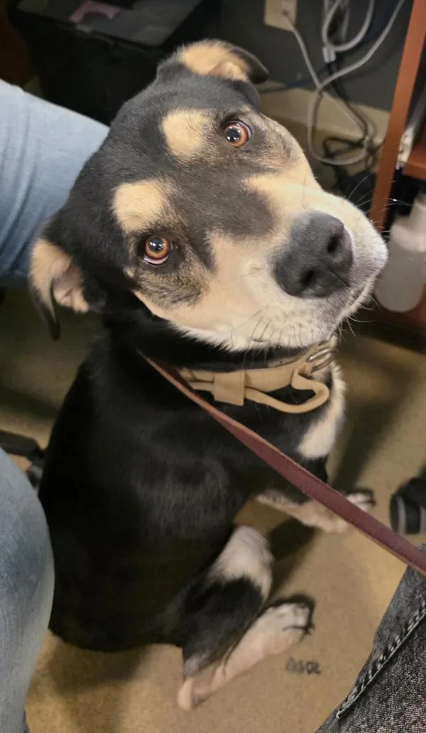 An adult large-sized male Shepherd dog named Squidward for adoption in Escondido, CA