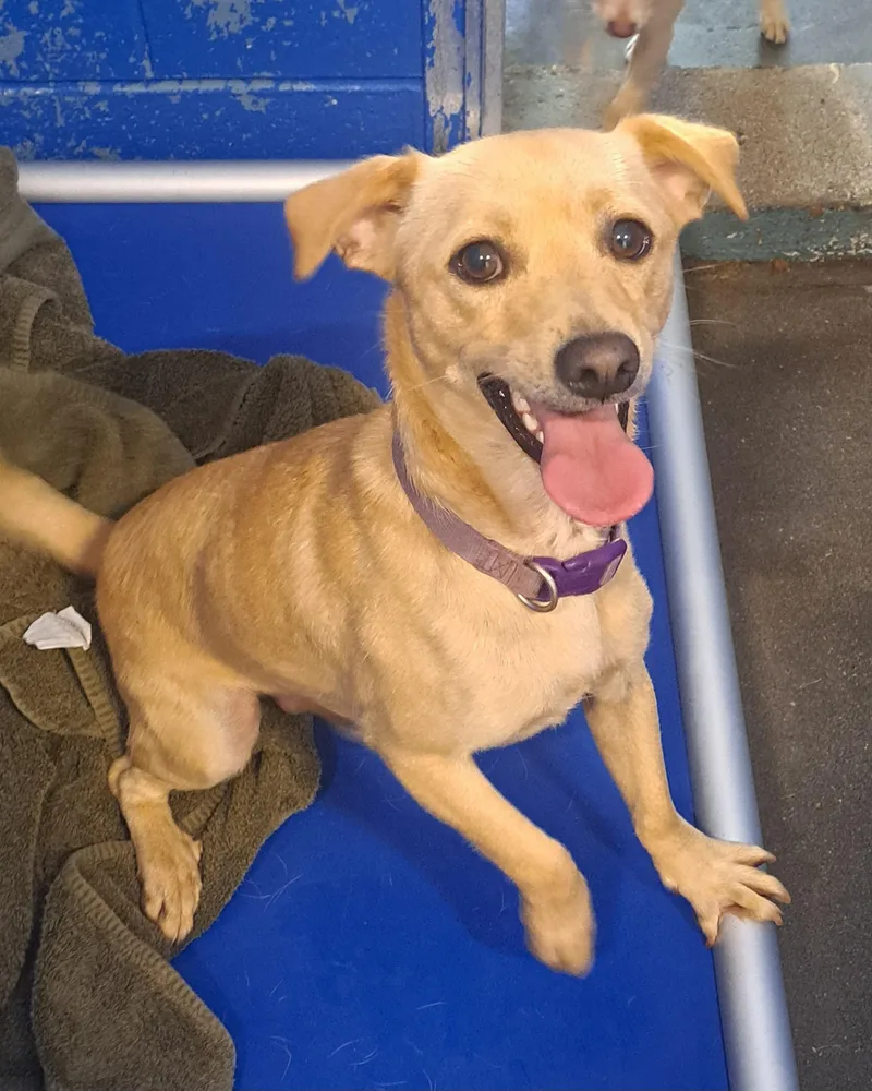 A young small-sized male Chiweenie dog named Brian for adoption in Cedarburg, WI