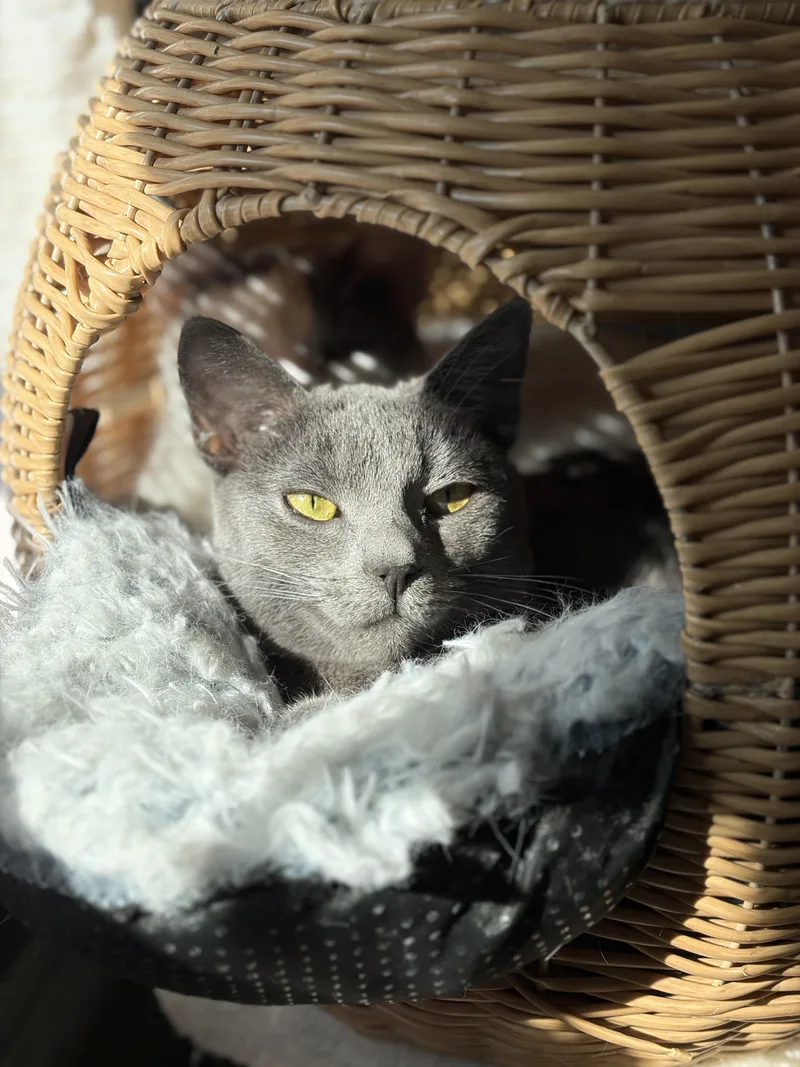 An adult medium-sized female Gray / Blue / Silver Domestic Short Hair cat named Martini for adoption in Houston, TX
