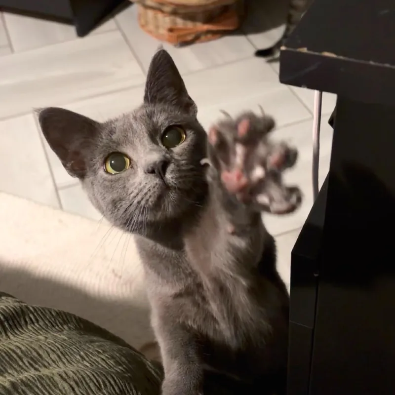 Martini thumbnail 4