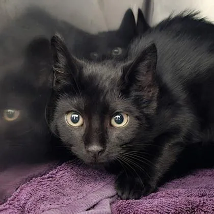 A young small-sized male Domestic Short Hair cat named Quest for adoption in Scotia, NY