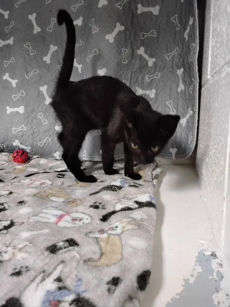 A baby small-sized male Domestic Short Hair cat named Otto for adoption in Ada, OK