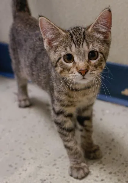 A baby small-sized female Domestic Short Hair cat named Coconut for adoption in Verona, WI