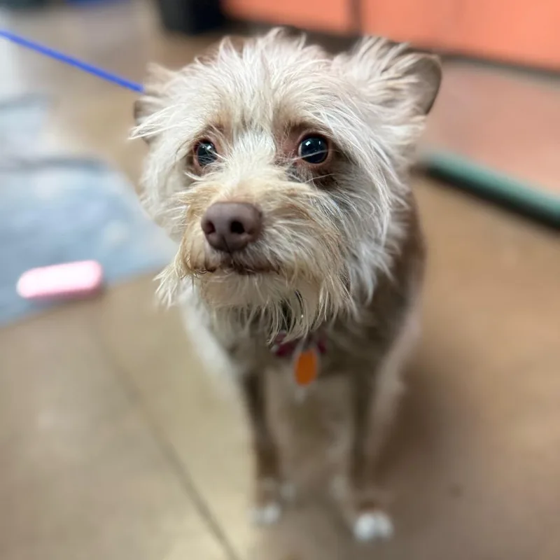 An adult small-sized female Yellow / Tan / Blond / Fawn Terrier dog named Burrata for adoption in Flagstaff, AZ