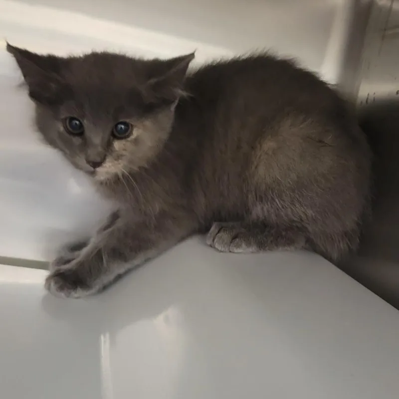 A baby small-sized female Tortoiseshell Domestic Short Hair cat named Rapunzel for adoption in Amarillo, TX