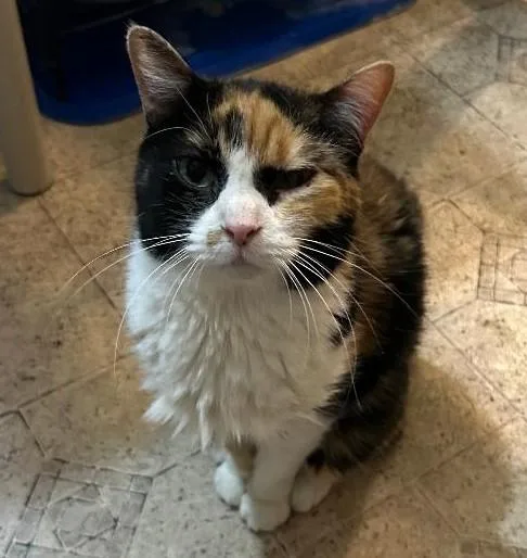 Josephine thumbnail 5