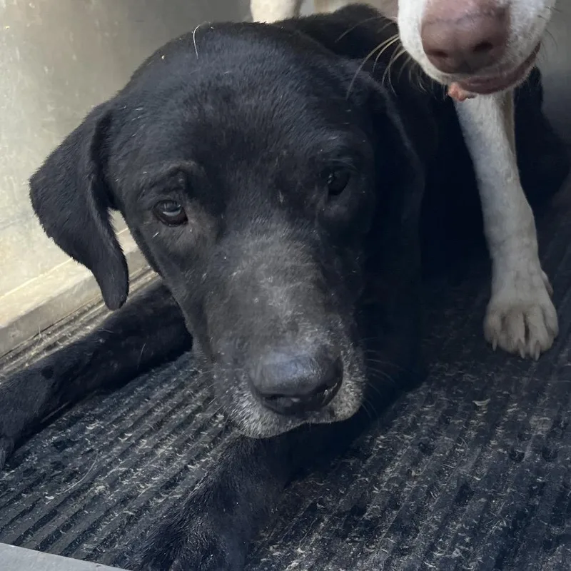 An adult medium-sized male Black Shepherd dog named Yangtze for adoption in Edinburg, TX