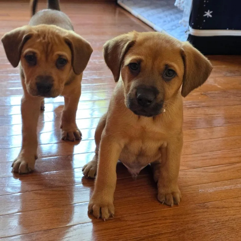 A baby small-sized male Yellow / Tan / Blond / Fawn Mixed Breed dog named Douggie for adoption in Fredericksburg, VA
