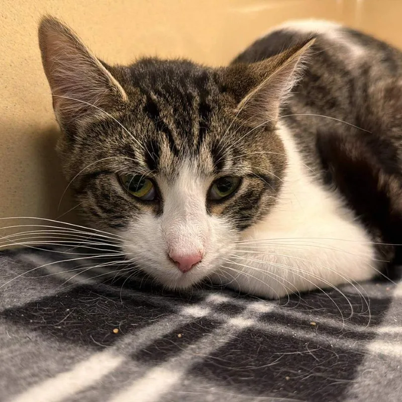 A young medium-sized female Torbie Domestic Medium Hair cat named Mustard for adoption in Beckley, WV