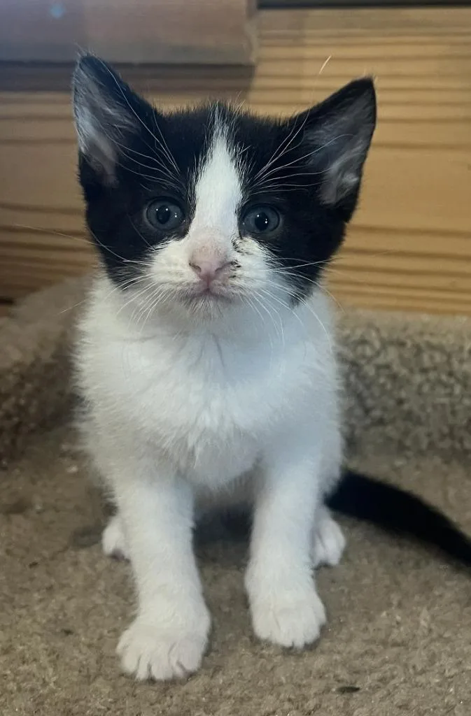 A baby medium-sized female Domestic Short Hair cat named Luna for adoption in St. Cloud, MN