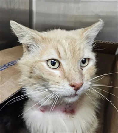 An adult medium-sized male Domestic Short Hair cat named Rocket for adoption in Los Angeles, CA