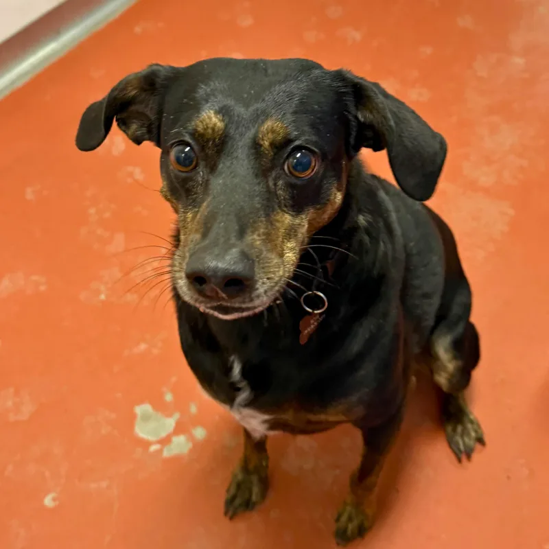An adult medium-sized male Black Miniature Pinscher dog named Louie for adoption in Ridgway, CO