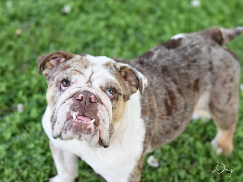 Daisy The Bulldog thumbnail 3
