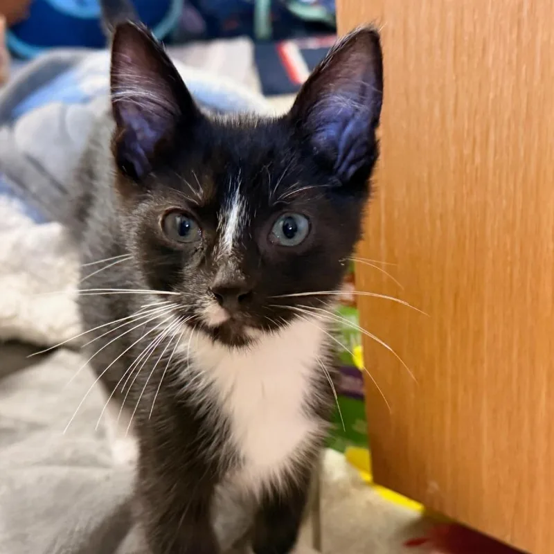 A baby small-sized male Black Domestic Short Hair cat named Rufus for adoption in Rochester, MN