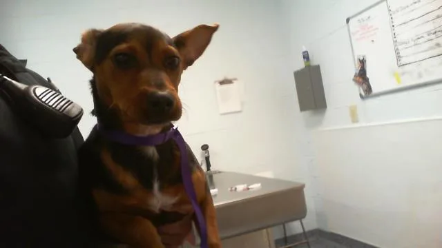 A young small-sized female Mixed Breed dog named Coco for adoption in Charlotte, NC
