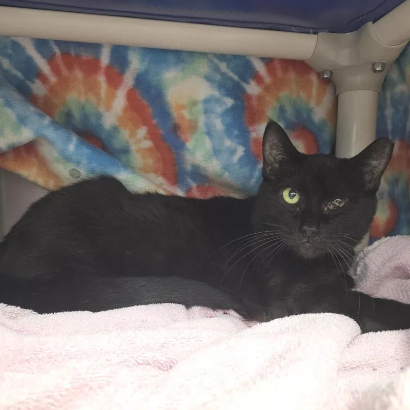 An adult large-sized female Black Domestic Short Hair cat named Carrot for adoption in Fort Wayne, IN