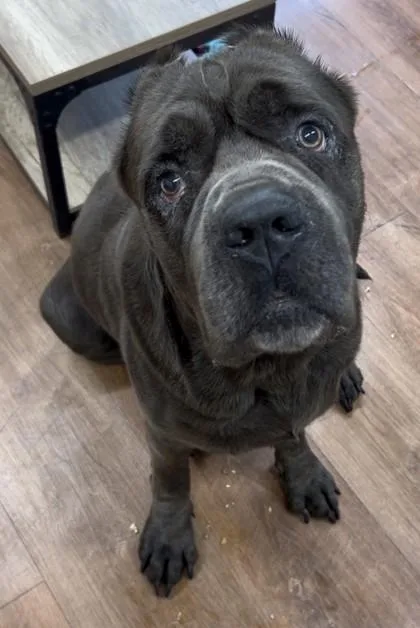An adult extra large-sized male Neapolitan Mastiff dog named Blaze for adoption in Savannah, GA
