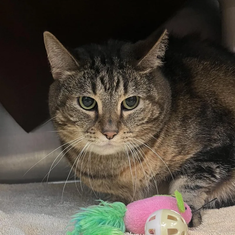 An adult large-sized female Tortoiseshell Domestic Short Hair cat named Louboutin Boots for adoption in Fort Wayne, IN