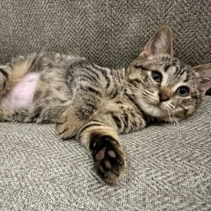 An adult small-sized female Brown / Chocolate Domestic Short Hair cat named Karma Home To for adoption in South Elgin, IL