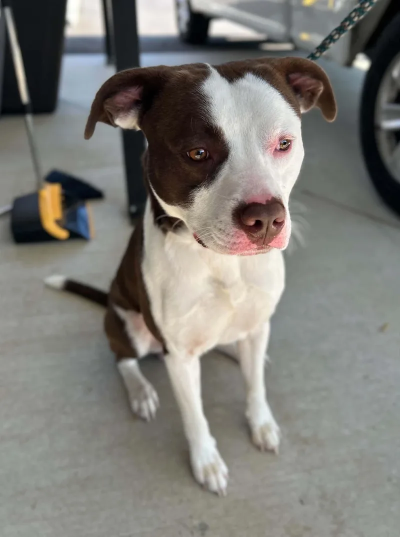 A baby large-sized male Mixed Breed dog named Yang for adoption in Manchester, TN