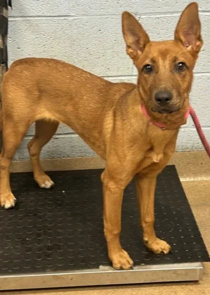 A young medium-sized female Mixed Breed dog named Jessica for adoption in Chamblee, GA