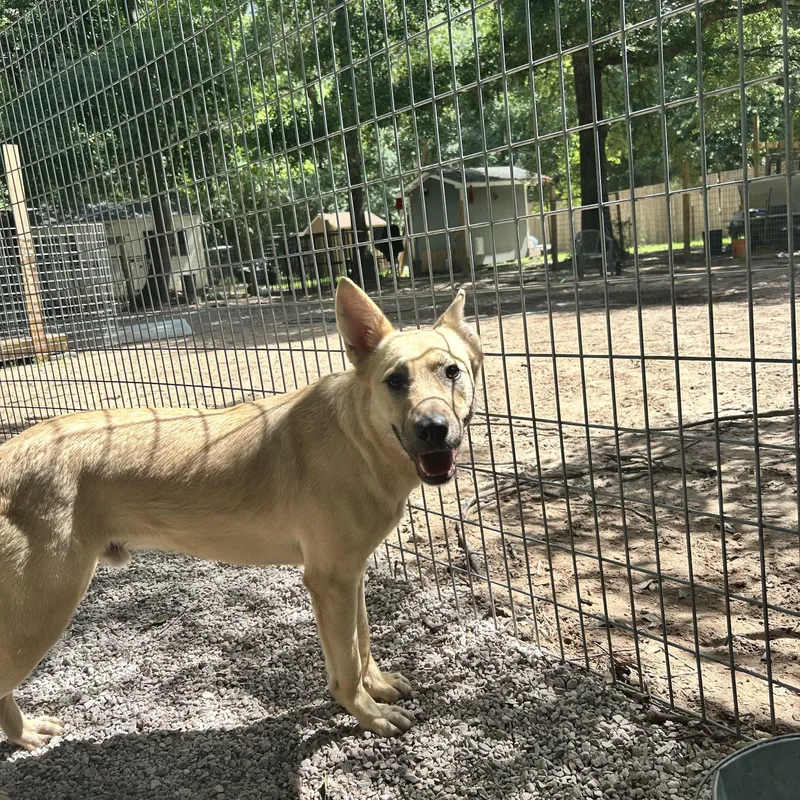 A young medium-sized male Apricot / Beige Cattle Dog dog named Bertie for adoption in Magnolia, TX