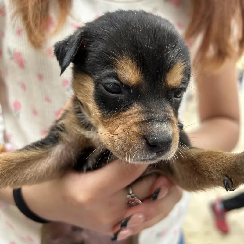 A baby small-sized male Black Rottweiler dog named Blaze for adoption in San Antonio, TX