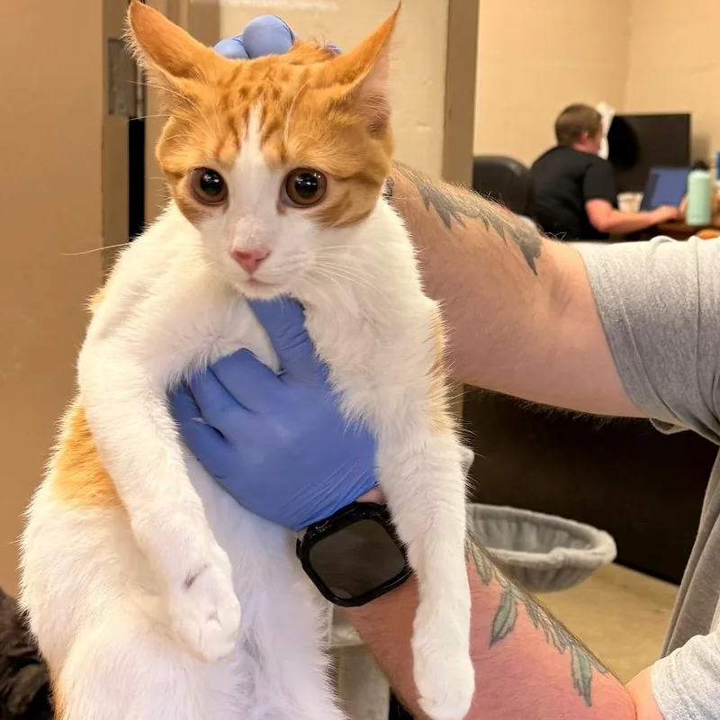 An adult medium-sized male White Domestic Short Hair cat named Casey for adoption in Birmingham, AL