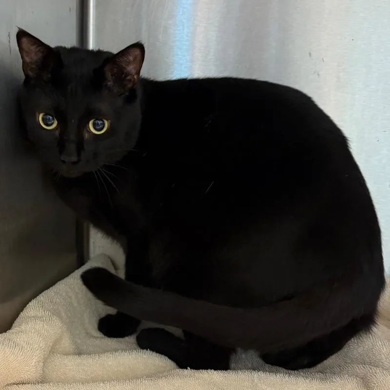 An adult large-sized male Black Domestic Short Hair cat named Calvin for adoption in Englewood, FL