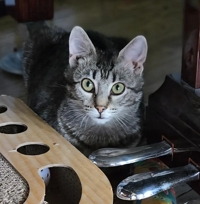 A baby medium-sized female Domestic Short Hair cat named Jam for adoption in Bloomington, IN