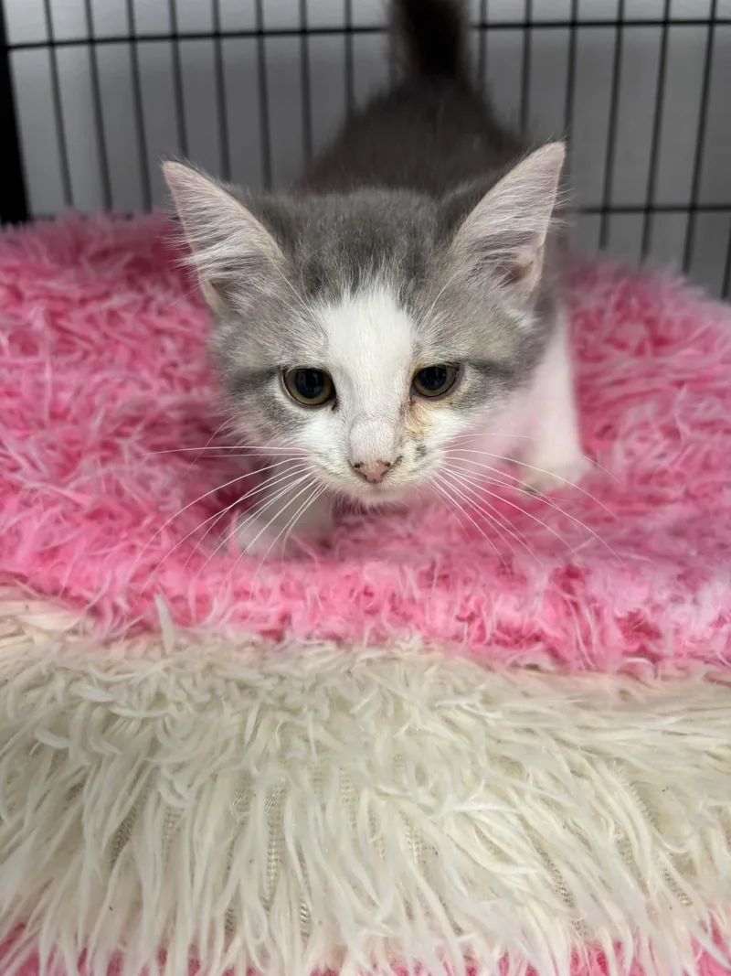A baby small-sized female Domestic Medium Hair cat named Panda for adoption in Shepherdsville, KY