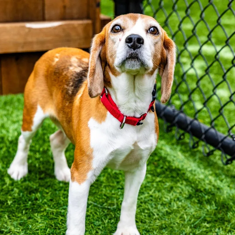 A senior small-sized female Brown / Chocolate Beagle dog named Molly for adoption in Naperville, IL