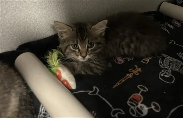A baby large-sized male Domestic Short Hair cat named Fluff for adoption in Dallas, TX