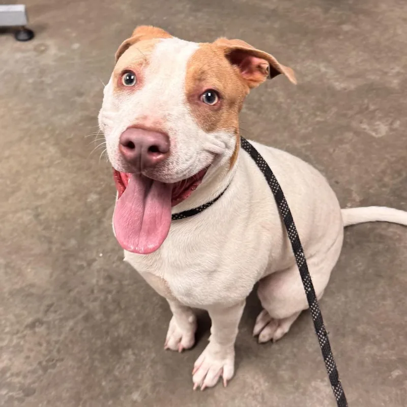 An adult medium-sized male White / Cream Mixed Breed dog named Hammer for adoption in Manhattan, KS