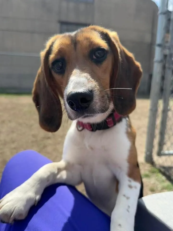 A baby small-sized female Tricolor (Brown, Black, & White) Beagle dog named Pebbles for adoption in Stoughton, MA