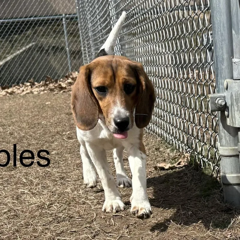 Pebbles thumbnail 3
