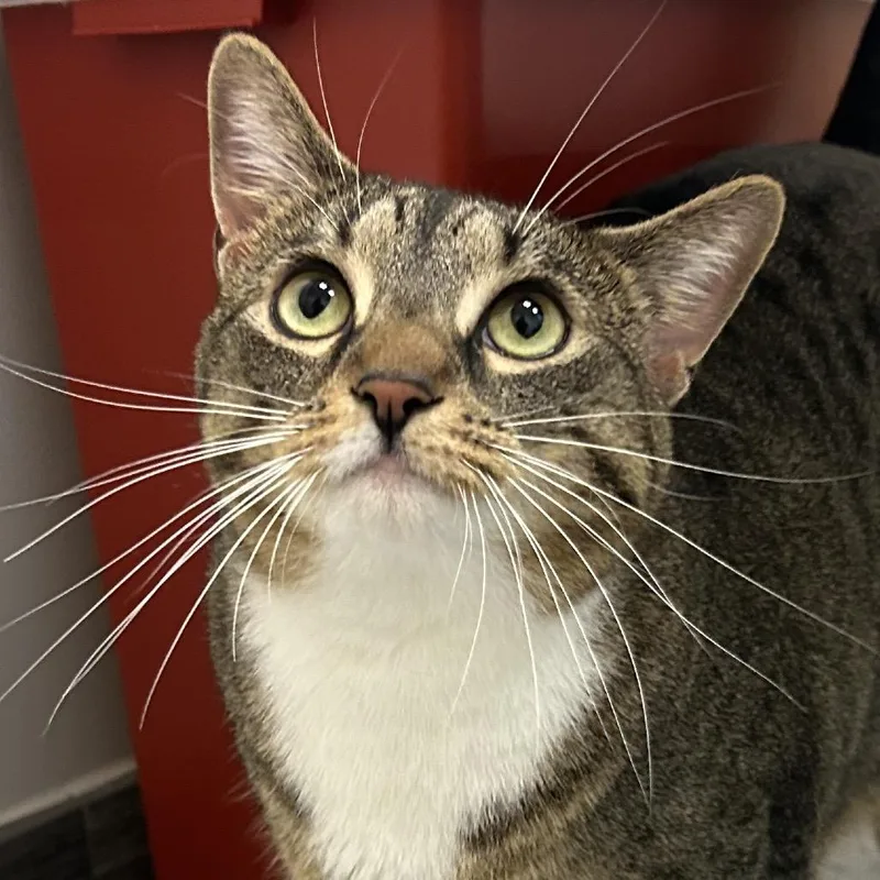 An adult large-sized female Brown / Chocolate Domestic Short Hair cat named Azalea for adoption in Jacksonville, FL