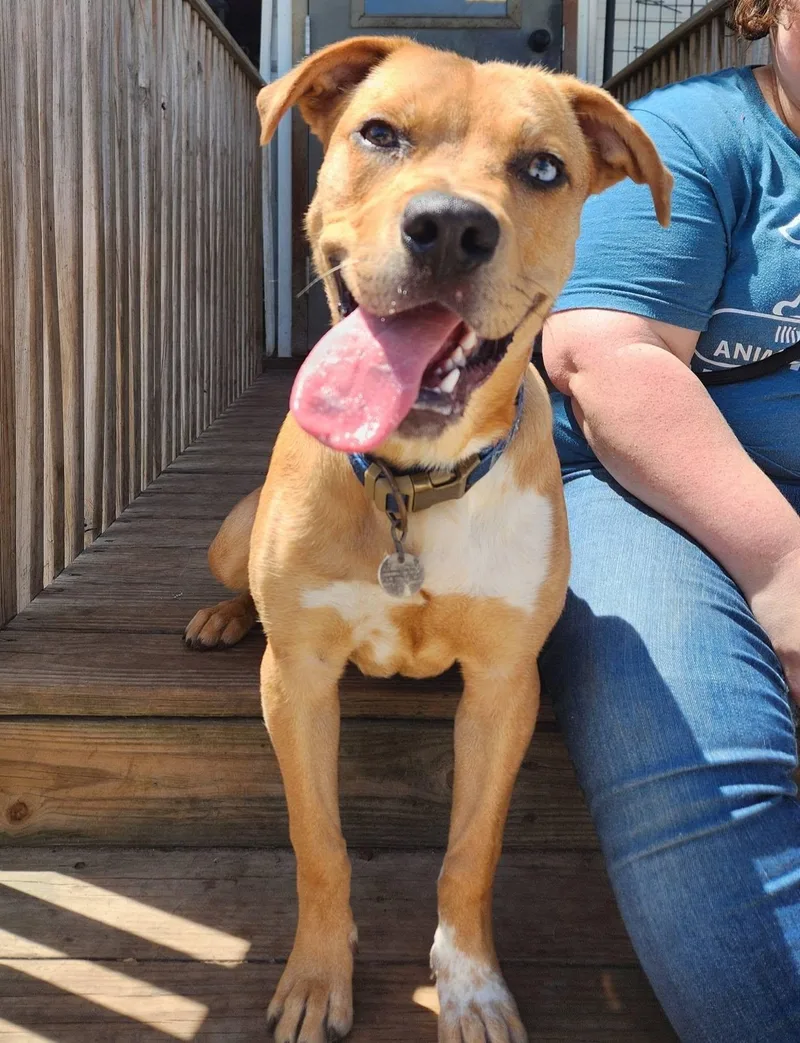 A young medium-sized male Yellow / Tan / Blond / Fawn Labrador Retriever dog named Chance for adoption in La Salle, IL
