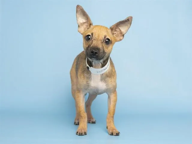 A baby small-sized female Chihuahua dog named Pinkie for adoption in Phoenix, AZ