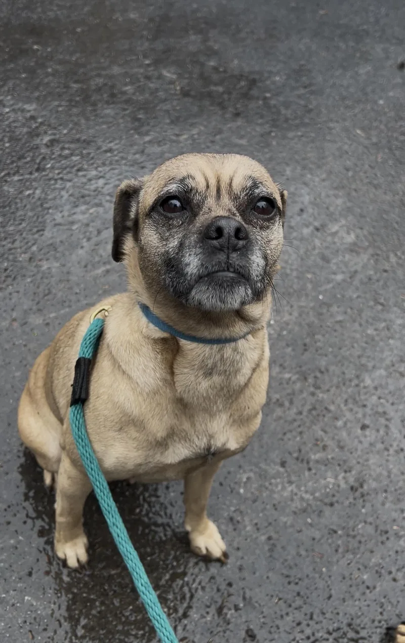 An adult small-sized female Yellow / Tan / Blond / Fawn Pug dog named Bean Sprout for adoption in Millerstown, PA
