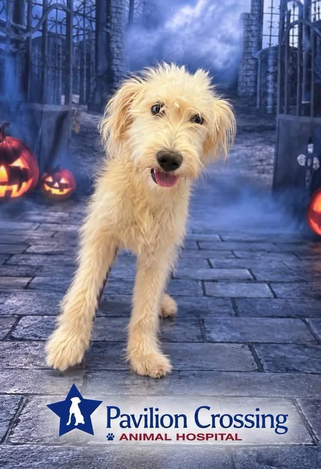 An adult medium-sized female Standard Poodle dog named Dee Dee for adoption in Valrico, FL
