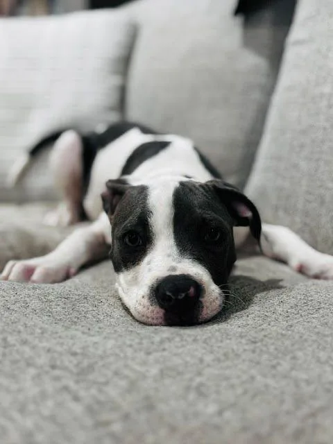 A baby small-sized female Pit Bull Terrier dog named Mazzy for adoption in Los Angeles, CA
