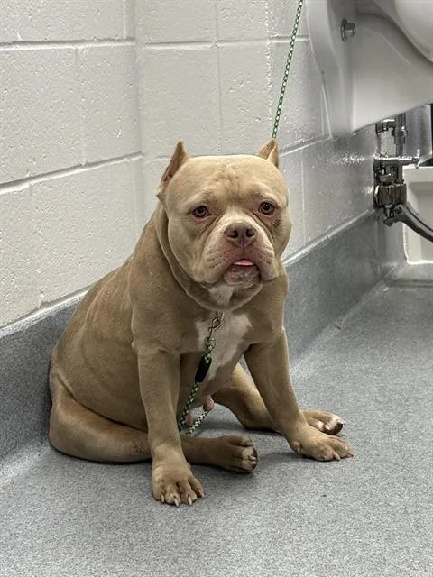 An adult medium-sized female American Bulldog dog named Honey for adoption in Indianapolis, IN