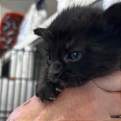 A baby small-sized female Black American Wirehair cat named Black Female for adoption in Poplar Bluff, MO